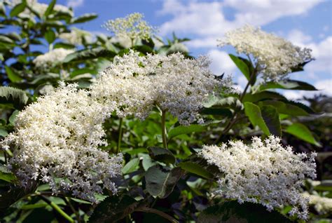 The elder tree. Things To Know About The elder tree. 